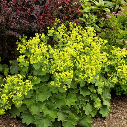 Thriller Lady's Mantle