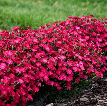 Paint the Town Red Dianthus