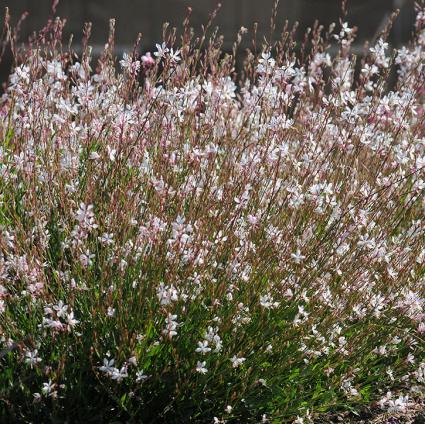 Sparkle White Gaura