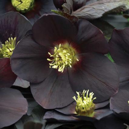 pari Lenten Rose