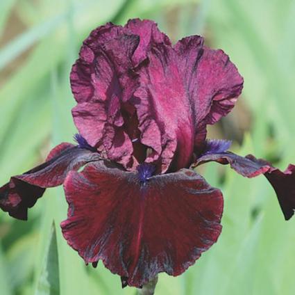 Sharp Dressed Man German Iris