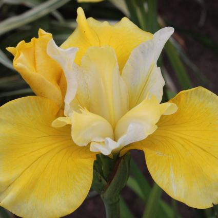 How Audacious Siberian Iris