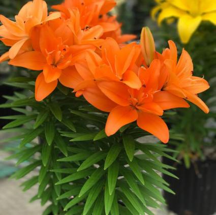 Casa Blanca Oriental Lily