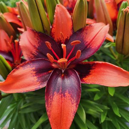 Editha Oriental Lily