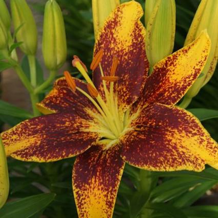 Samantha Oriental Lily