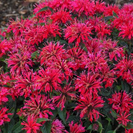 Cherry Pops Bee Balm