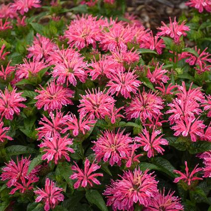 Leading Lady Pink Bee Balm