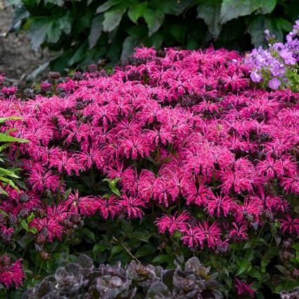 Leading Lady Razzberry Bee Balm