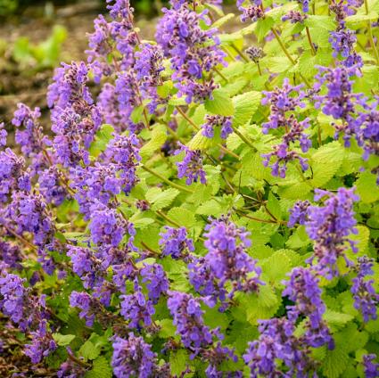 Chartreuse on the Loose Catmint