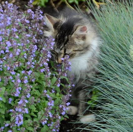 Purrsian Blue Catmint