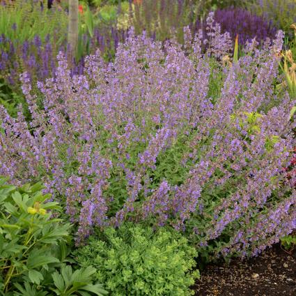 Walker's Low Catmint