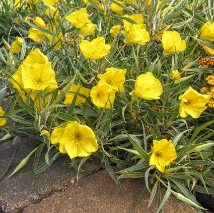 Evening Sun Evening Primrose