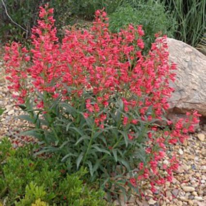 Coral Baby Penstemon