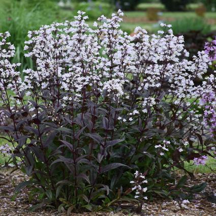 Onyx and Pearls Penstemon