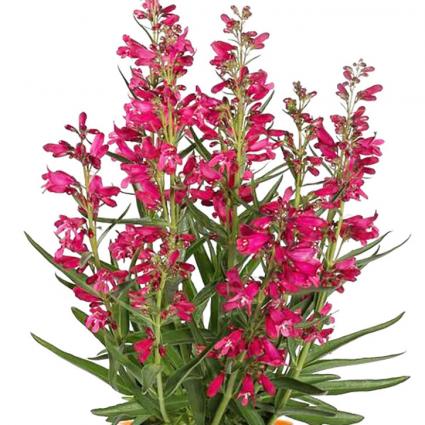 Pristine Deep Rose Penstemon