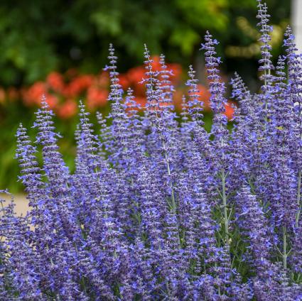 Denim 'n Lace Russian Sage