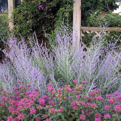 Russian Sage