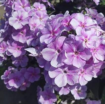 Bambini Lucky Lilac Tall Phlox