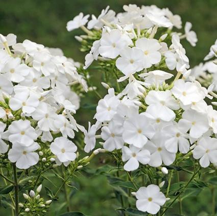 David Tall Phlox