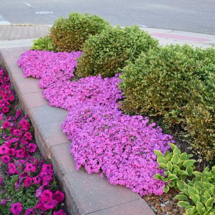 Drummond's Pink Creeping Phlox