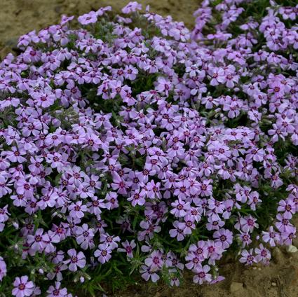 Eye Candy Creeping Phlox