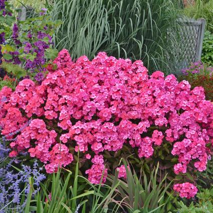 Glamour Girl Tall Phlox