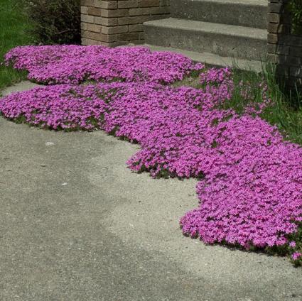 Red Wing Creeping Phlox