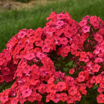 Sunset Coral Tall Phlox