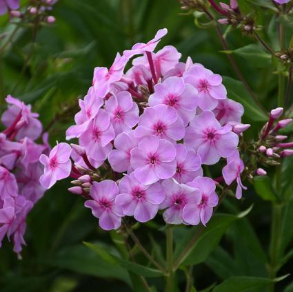 Uptown Girl Tall Phlox