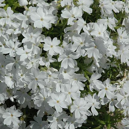 White Creeping Phlox