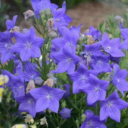 Sentimental Blue Balloonflower