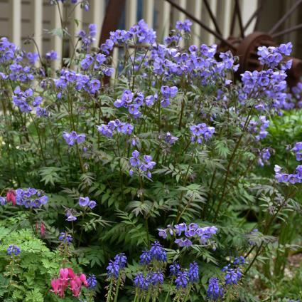 Heaven Scent Jacob's Ladder