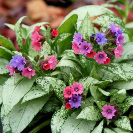 Silver Bouquet Lungwort