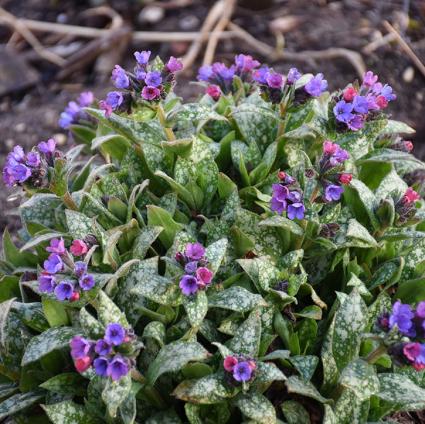 Spot On Lungwort