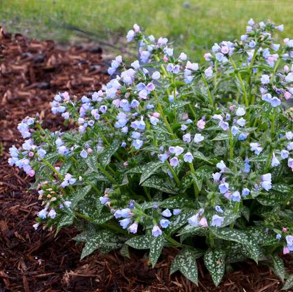 Twinkle Toes Lungwort