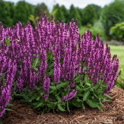 Bumbleberry Salvia