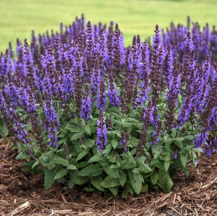 Bumbleblue Salvia