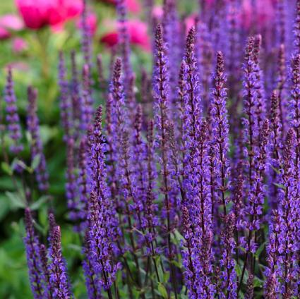 Caradonna Salvia