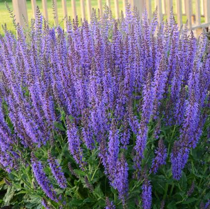 May Night Salvia