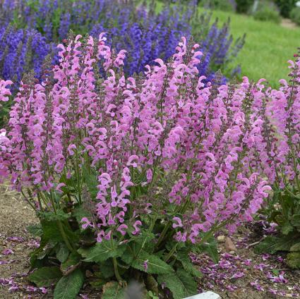 Moulin Rouge Salvia