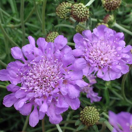 Butterfly Blue Pincushion Flower