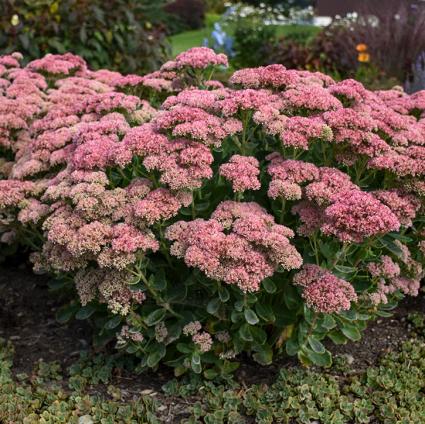 Autumn Joy Sedum