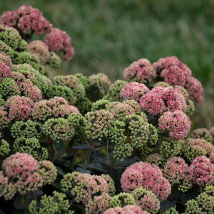 Coraljade Sedum