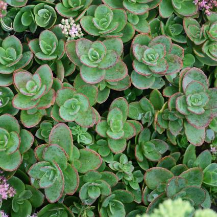 Lime Zinger Sedum