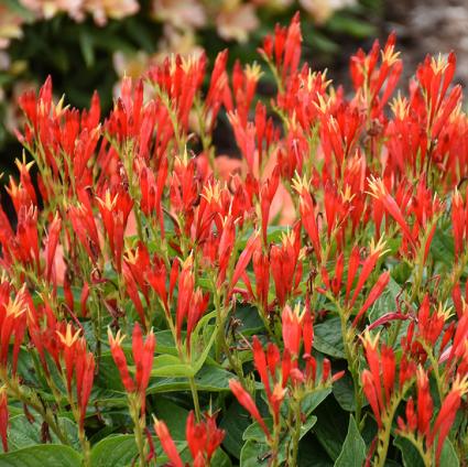 Ragin Cajun Spigelia