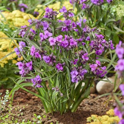 Brainstorm Spiderwort