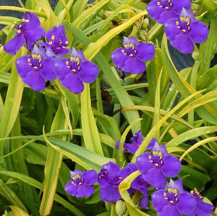 Lucky Charm Spiderwort