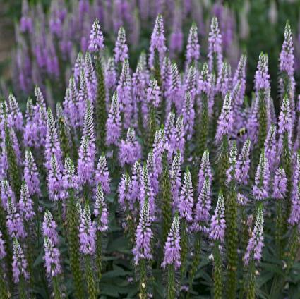 Lavender Lightsaber Speedwell