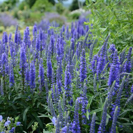 oody BluesÂ® Dark Blu Speedwell