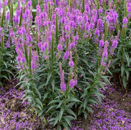 Purple Leia Speedwell